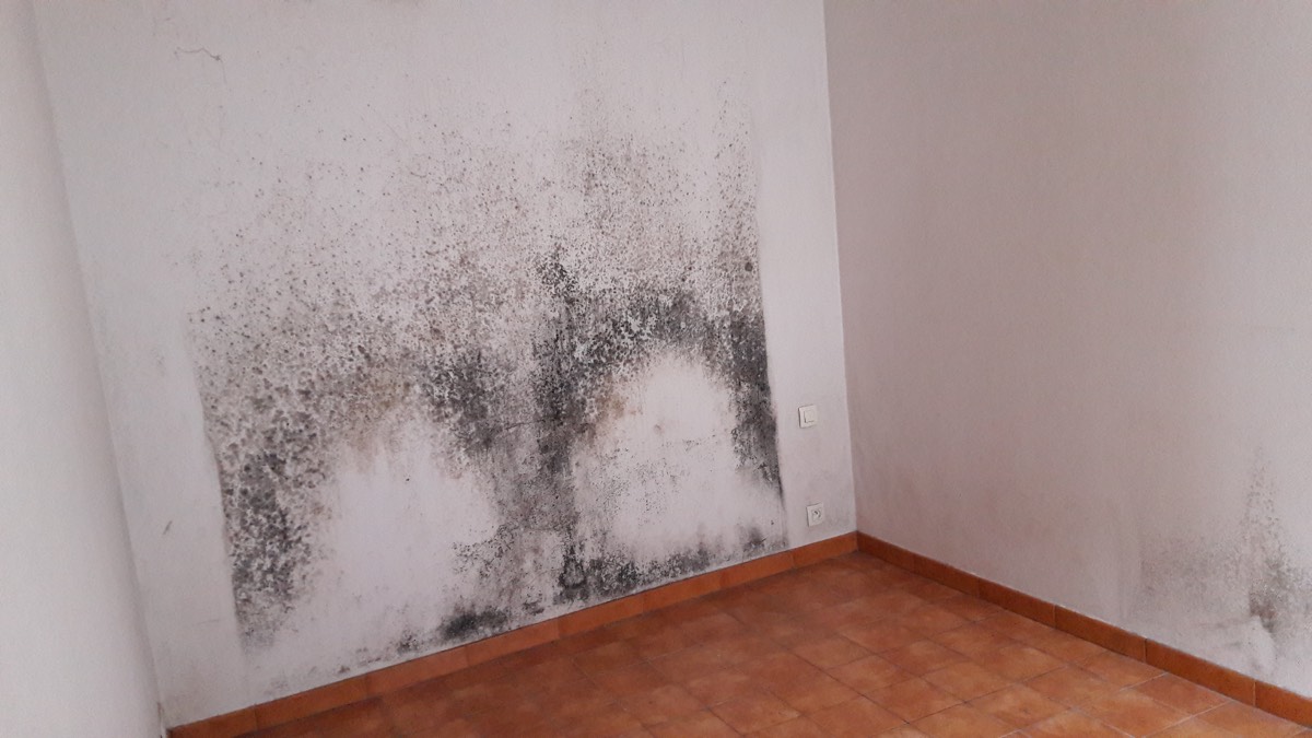 Moisissures - Expertise humidité à Vitry-sur-Seine